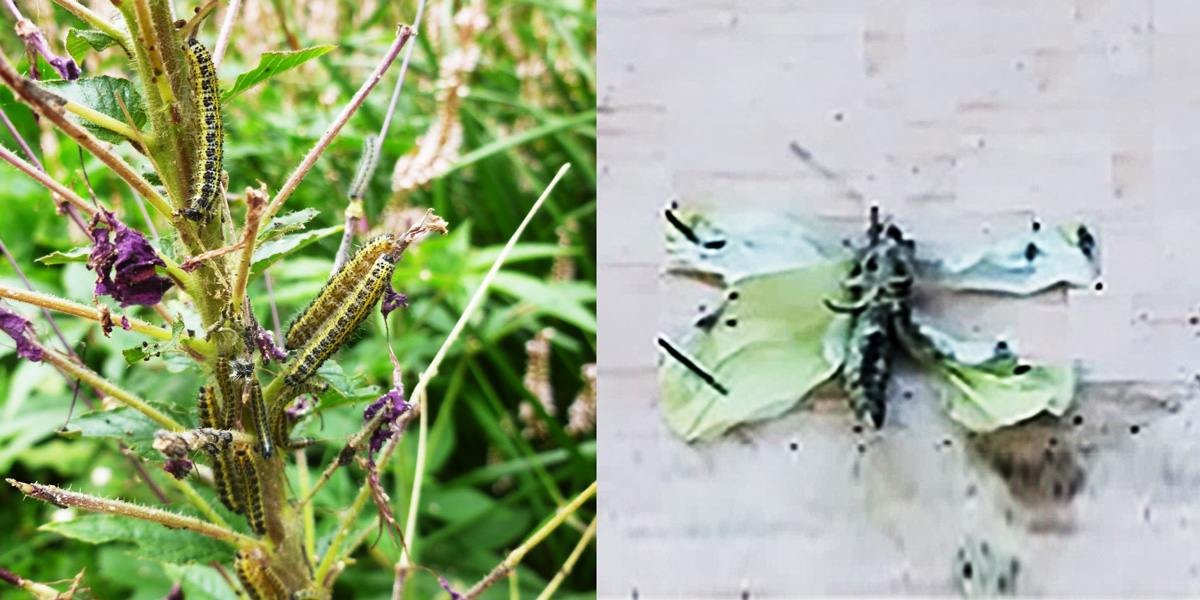 cabbage whites eat seed pods leading to deformed butterflies