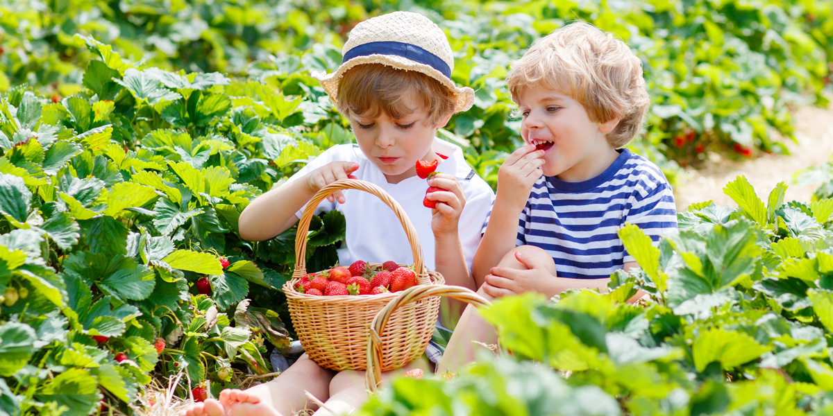 children eating strawberries