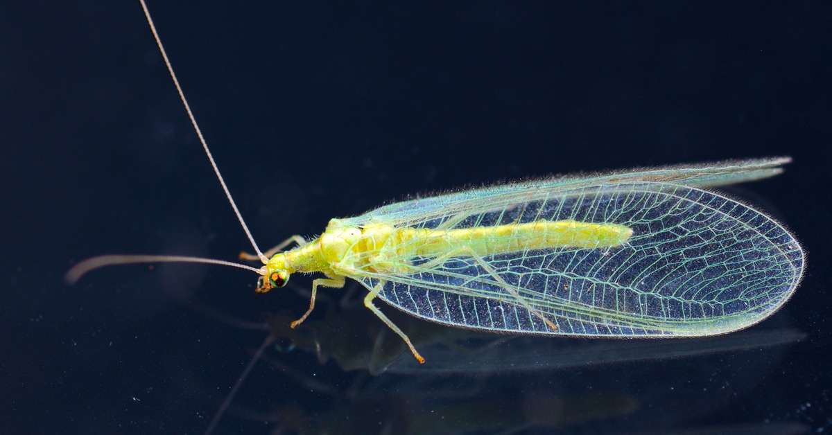 chrysopidae-insect - green lacewing