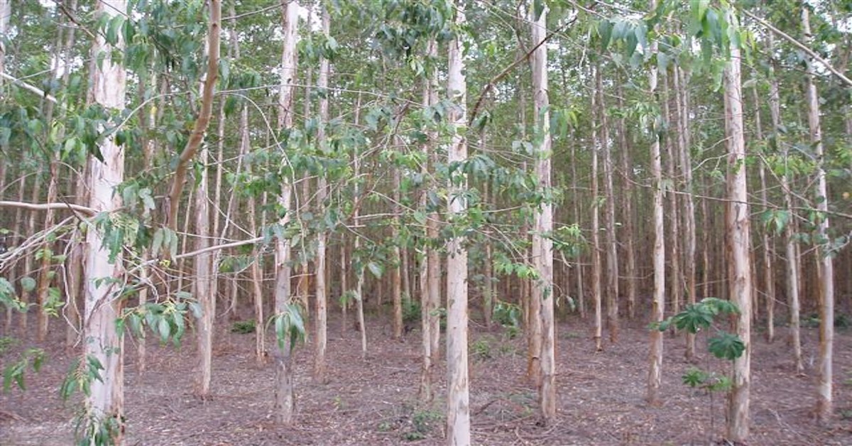 eucalyptus plantationy