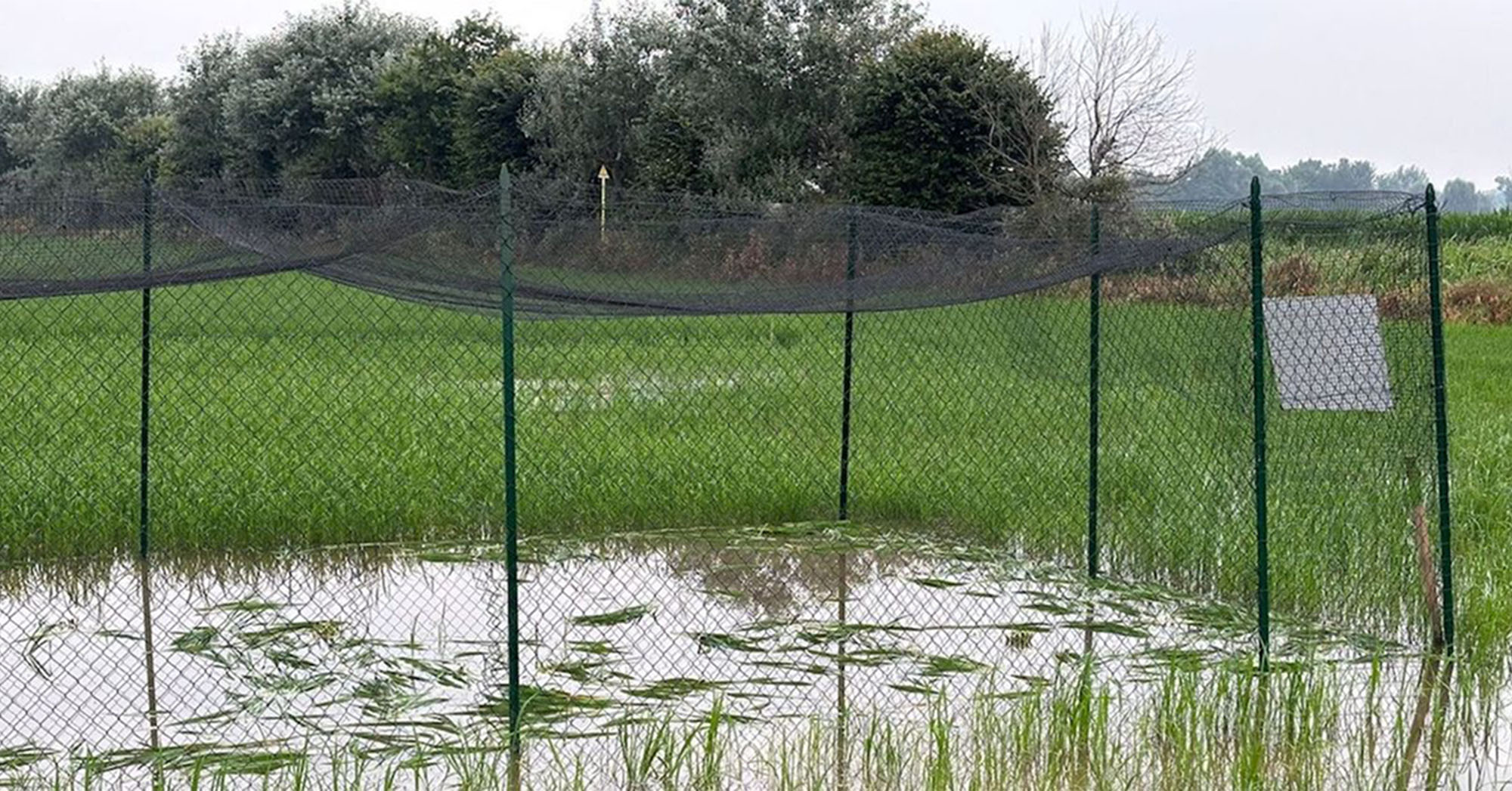 experimental rice cultivation destroyed