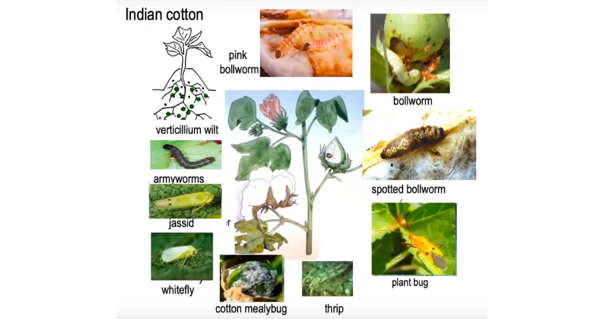 New Bt cotton hybrid to boost yield