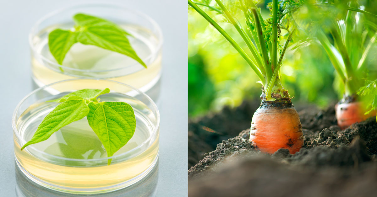 lab grown plant and soil grown plant