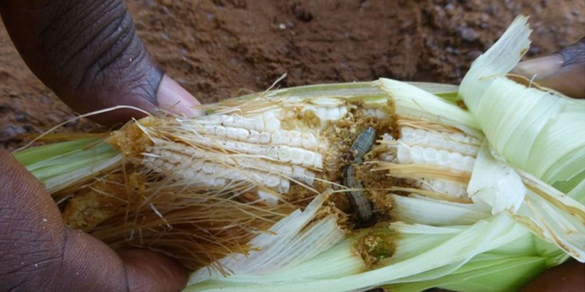 Maize and Armyworm
