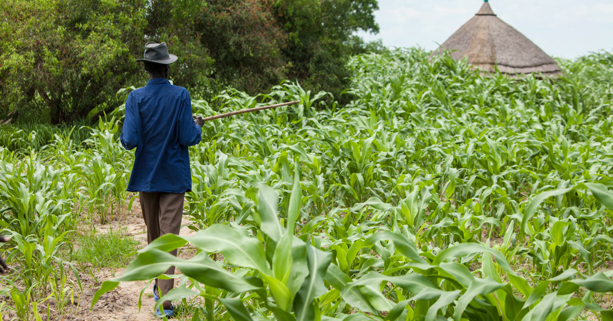 Millet farming in South Sudan