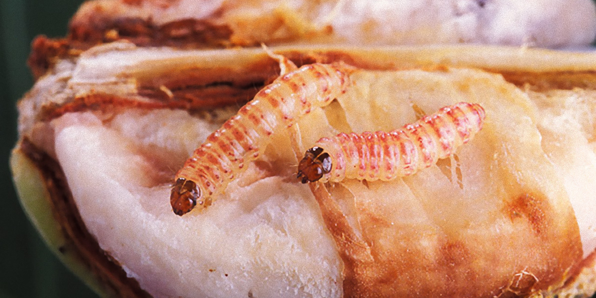 pink bollworm destroying cotton plant