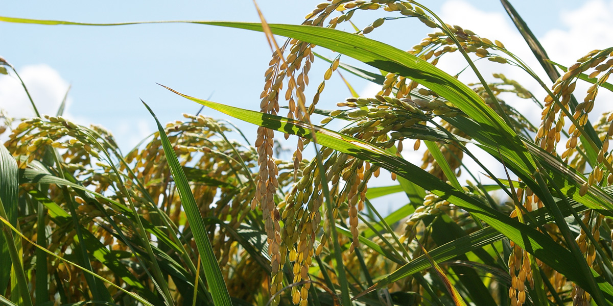 rice plants