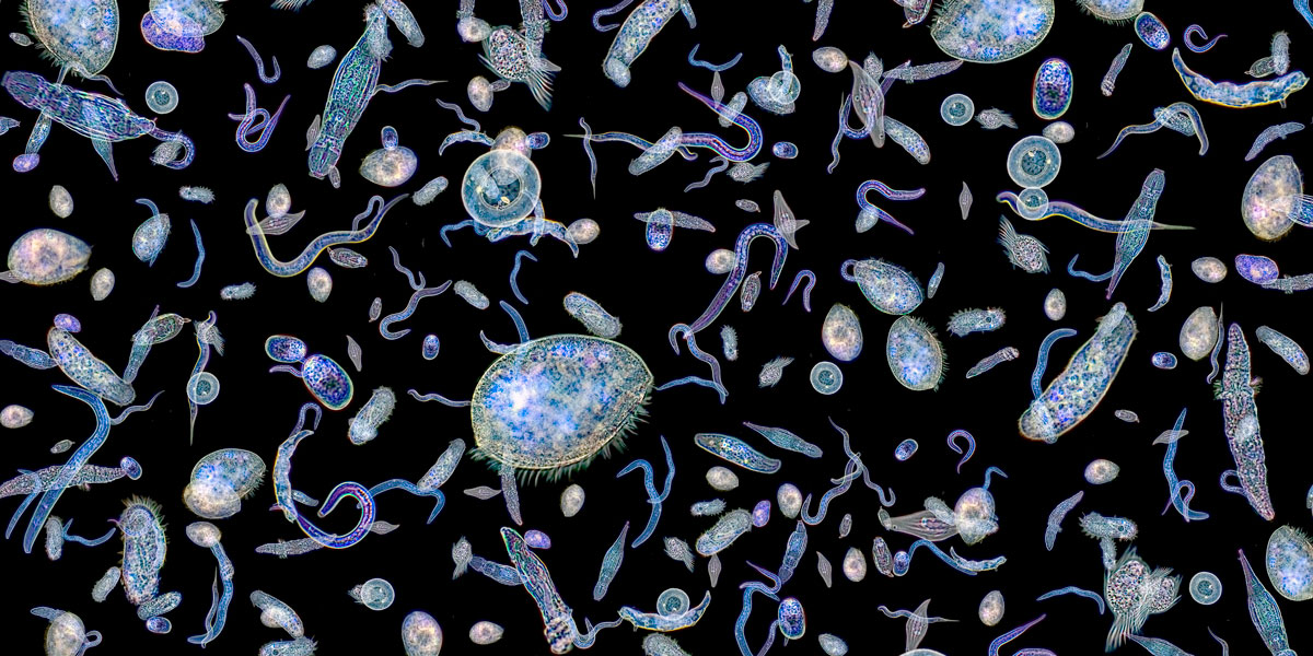various water microorganisms