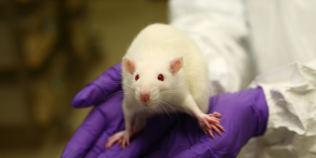 white rat on purple-gloved hands