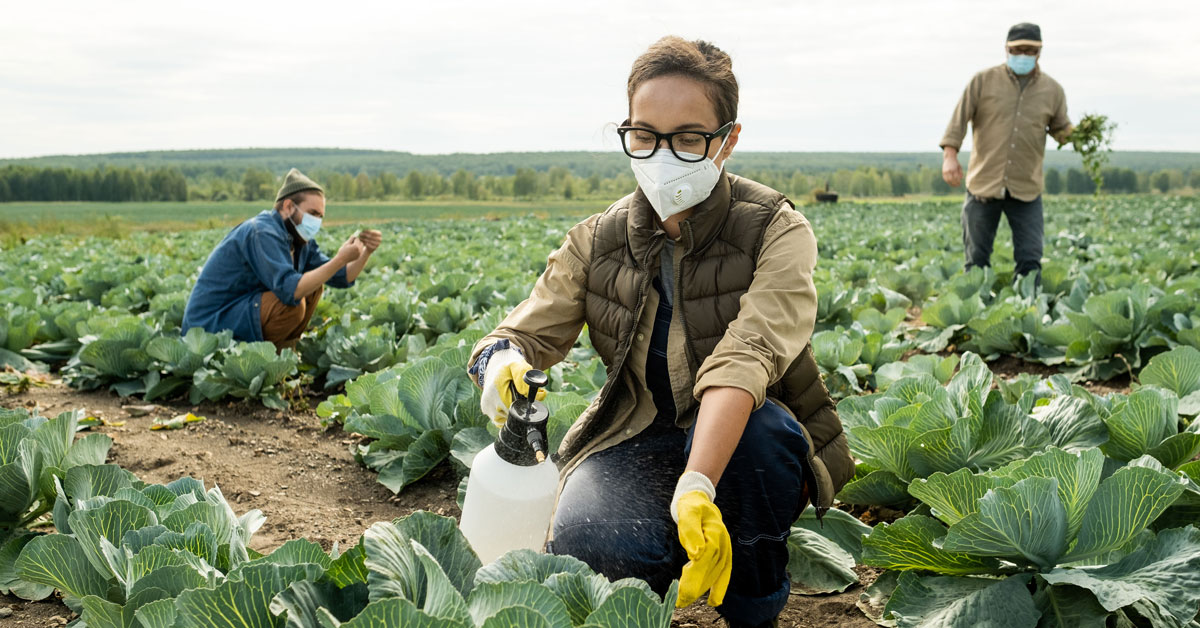 young farmer spraying green cabbage heads with pestisides