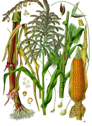 Maize Illustration